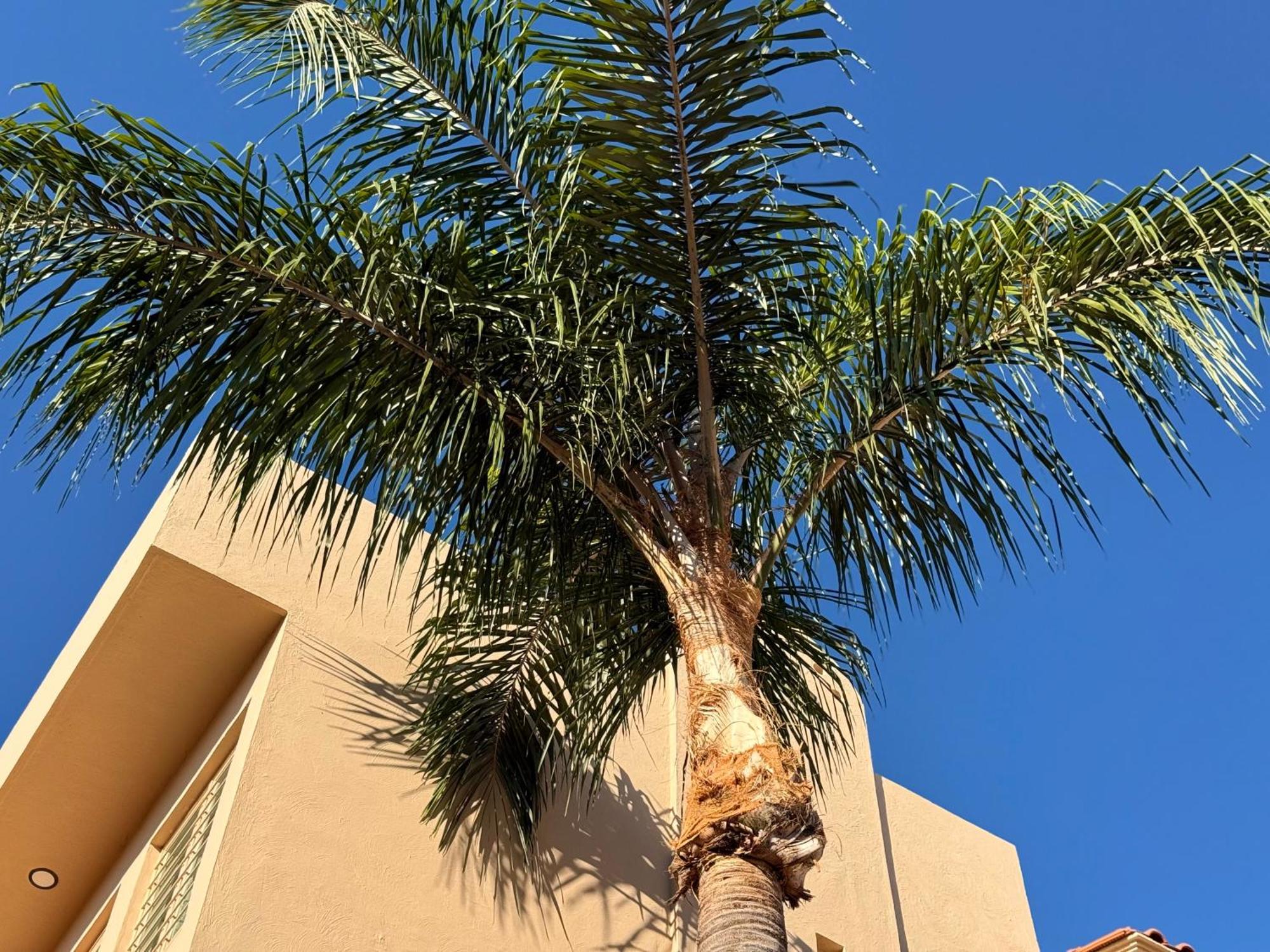 Villa La Palma Hotel Текила Экстерьер фото